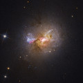 In het heldere centrum van het dwergsterrenstelsel Henize 2-10 houdt zich een zwart gat van een miljoen zonsmassa’s schuil, dat de vorming van talrijke jonge sterren mogelijk heeft gemaakt. © NASA, ESA, Zachary Schutte (XGI), Amy Reines (XGI)
