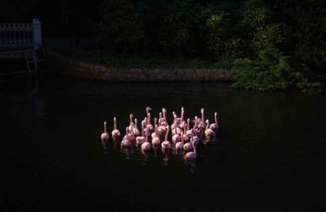 De flamingo's van Artis in het donker. (c) Artis/Goos van der Sijde