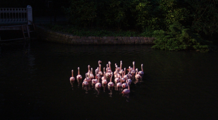 De flamingo's van Artis in het donker. (c) Artis/Goos van der Sijde